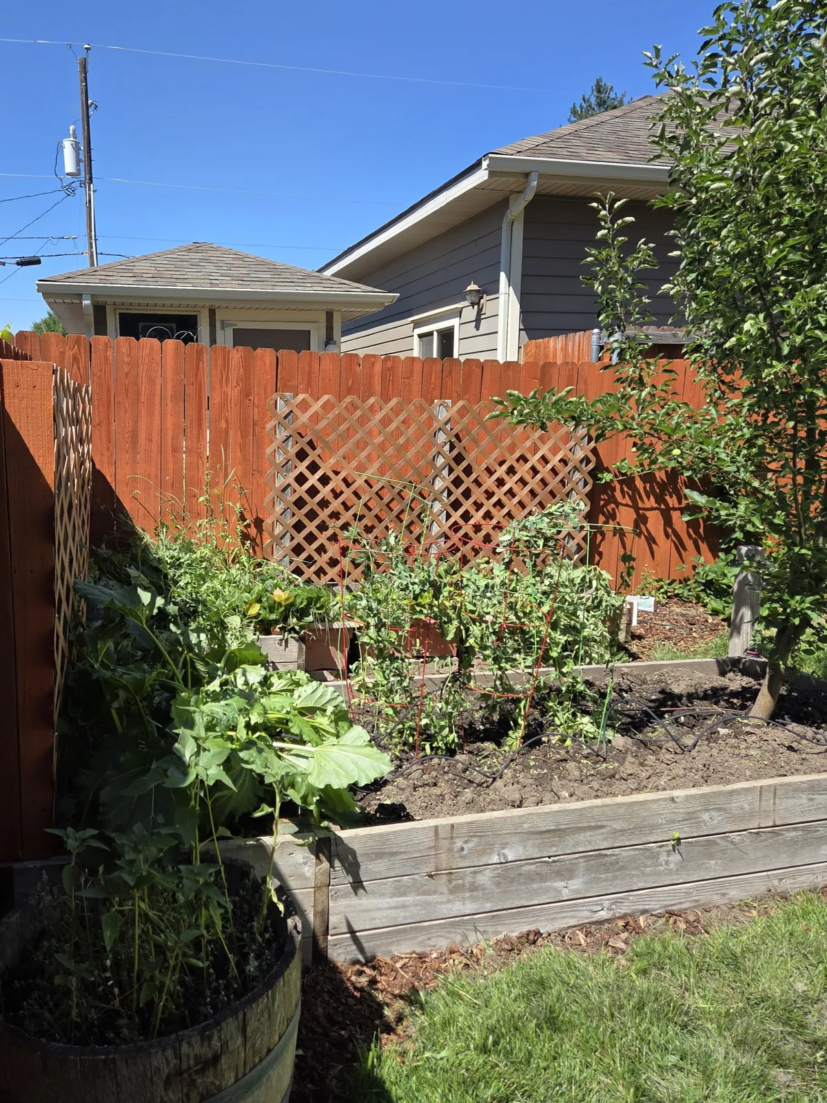 Raised garden beds filled with green plants are framed by a lattice fence, suggesting an active, thriving seasonal garden. The lushness of the plants hints at the bounty of berries and vegetables available for harvest during warmer months.